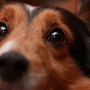 Meet your Posher, André